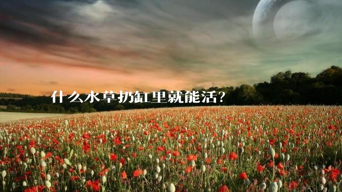 什么水草扔缸里就能活？